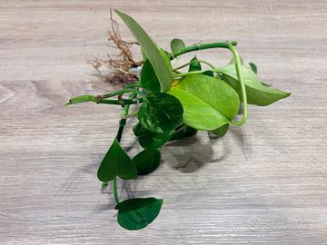 Pianta Pothos Idrocoltura e Acquario