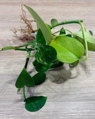 Pianta Pothos Idrocoltura e Acquario