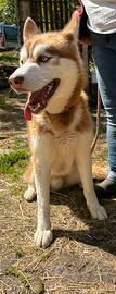 Husky