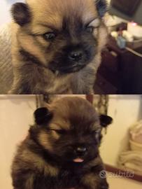 Volpini di Pomerania