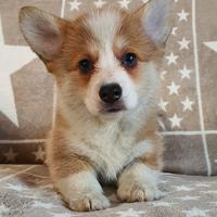 Cuccioli di corgi