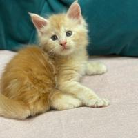 Untimi due maschietti Maine Coon