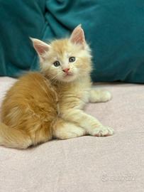 Untimi due maschietti Maine Coon