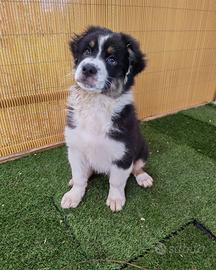 Cucciolo di pastore australiano