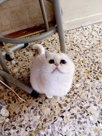 British Shorthair Fattrice 5 anni show