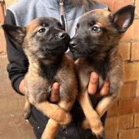 Cuccioli di pastore belga Malinois