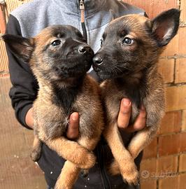 Cuccioli di pastore belga Malinois