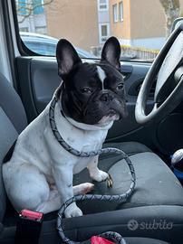 Bulldog francese