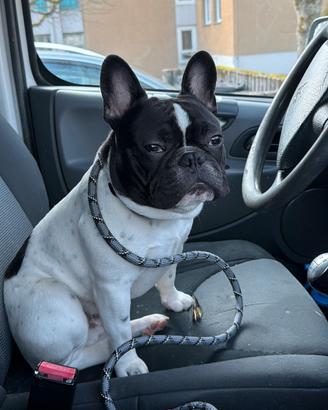 Bulldog francese