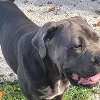 Cane corso per accoppiamento