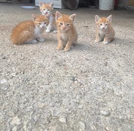 Gattini
