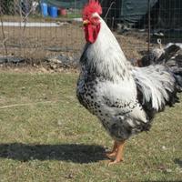 Pulcini di pura razza Robusta Maculata