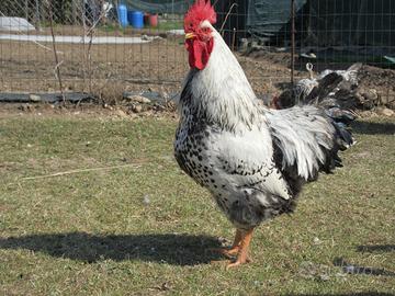 Pulcini di pura razza Robusta Maculata