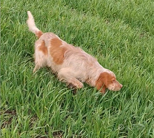 Setter inglese maschio