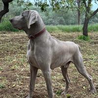 Stallone Weimaraner