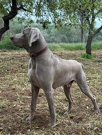 Stallone Weimaraner