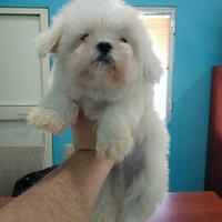 Maltese coreano mini Toy