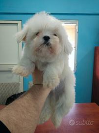 Maltese coreano mini Toy