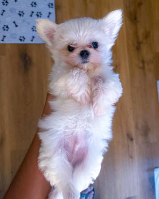 Cucciolo di Maltese Mini Toy - maschietto