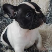 Bouledogue francese