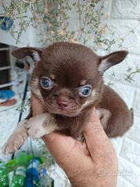 chihuahua toy cioco