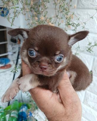 chihuahua toy cioco
