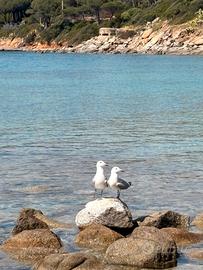 Casa vacanze sardegna a 100 m dal mare - 6 posti