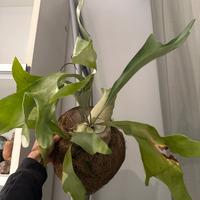 VARIE PIANTE TROPICALI, in vaso, idrop., terrario