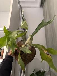 VARIE PIANTE TROPICALI, in vaso, idrop., terrario