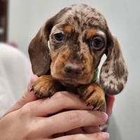 Toy bassotti cuccioli