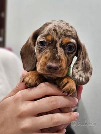 Toy bassotti cuccioli