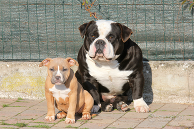 American Bully -amstaff -bulldog