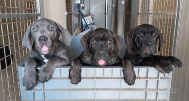 Cane Corso