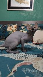 femmina sphynx Total black 