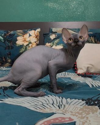 femmina sphynx Total black 