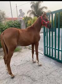 Puledro