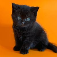 Cuccioli British Shorthair Black