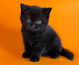 Cuccioli British Shorthair Black