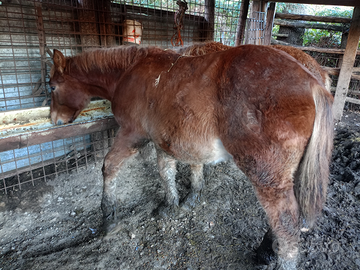 Puledro anacai tpr iscritto