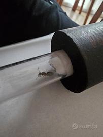 Formica regina
