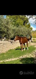 Cavallo Anglo Arabo