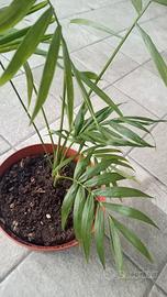 Pianta di Palma della Fortuna 