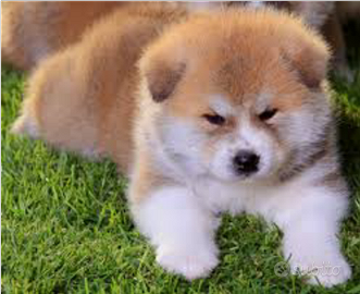 Akita Inu con pedigree enci