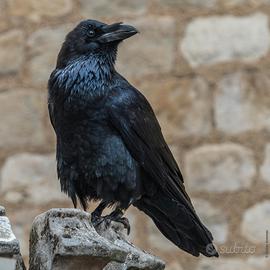 Corvo imperiale