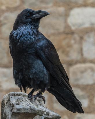 Corvo imperiale