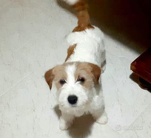Jack Russell Terrier