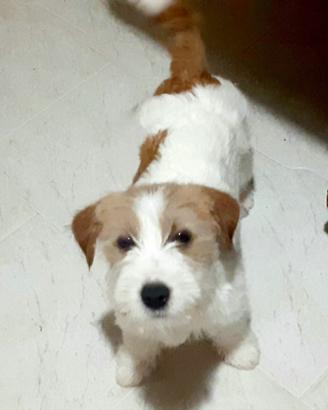 Jack Russell Terrier