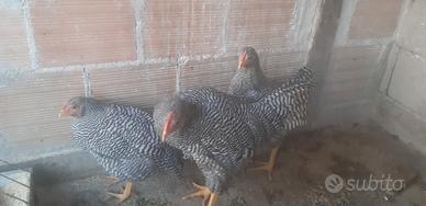 Pulcinotto maschi di Amrock