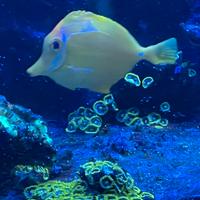 Zebrasoma flavescens pesci acquario marino