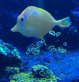 Zebrasoma flavescens pesci acquario marino